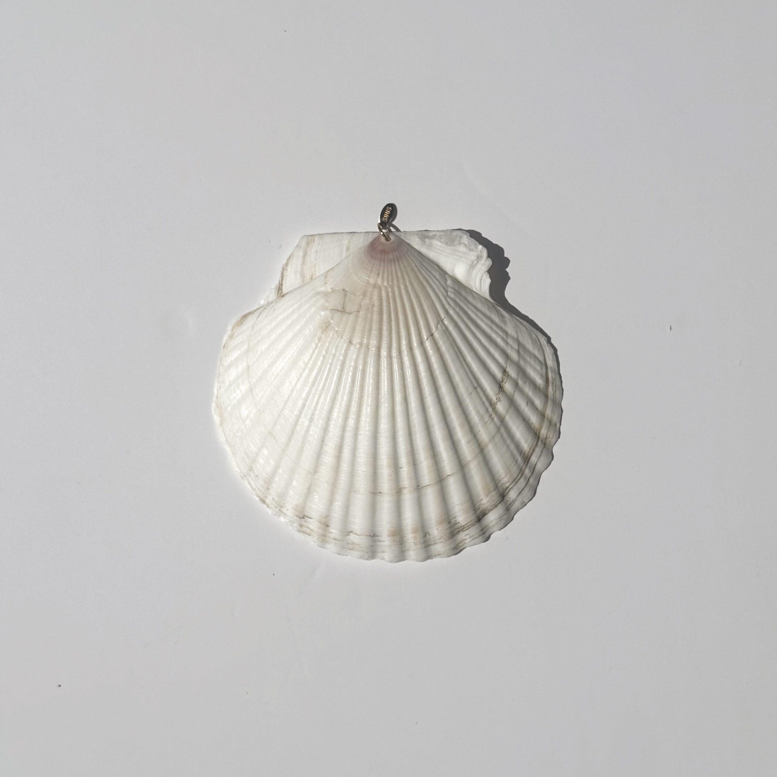 Bedel Seashell Dreams 1 Bedel Seashell Dreams